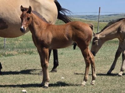 Top Gun Wolfman JW <BR>AQHA 6494221